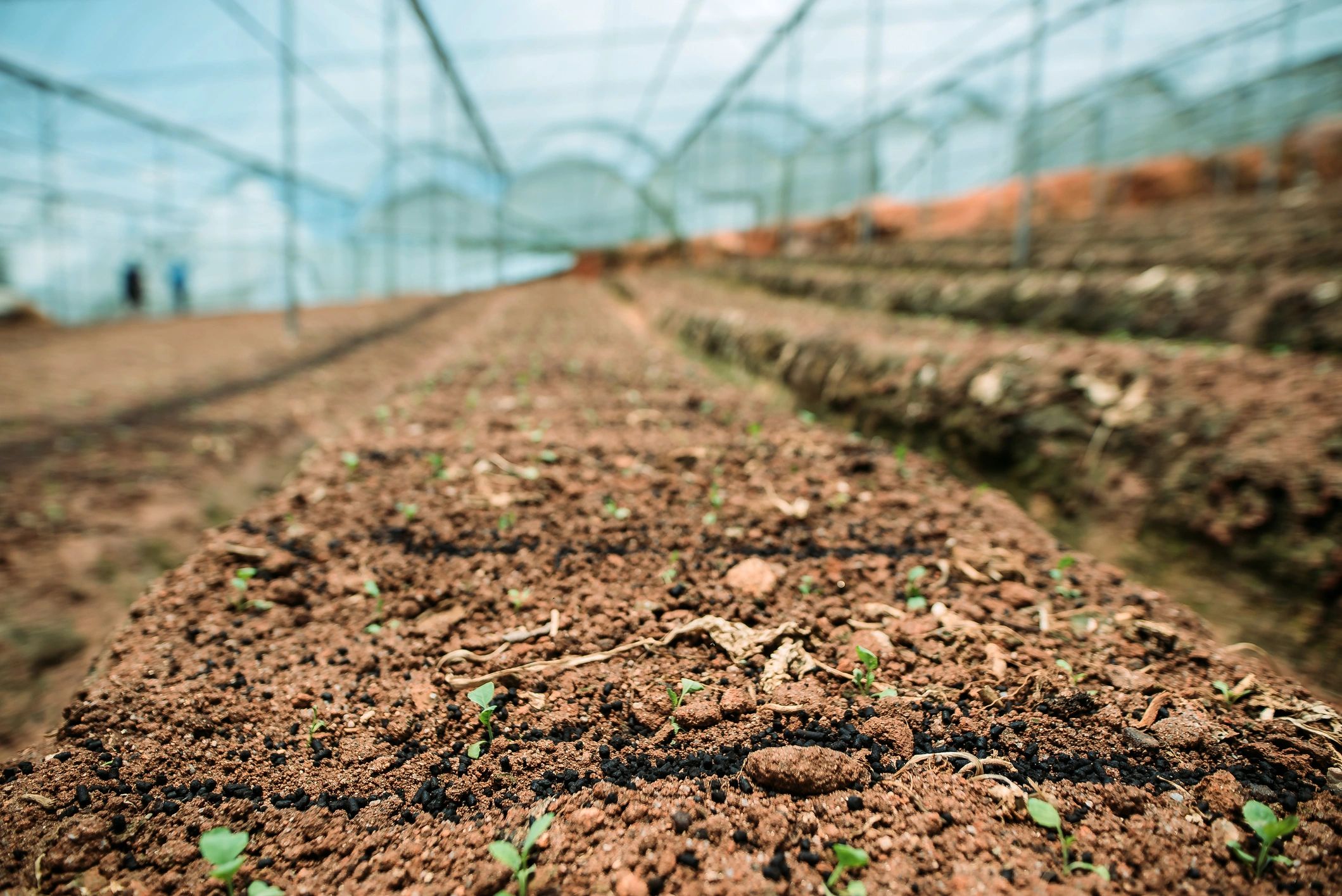 Primer plano de hileras de siembra hortícola en producción de invernadero