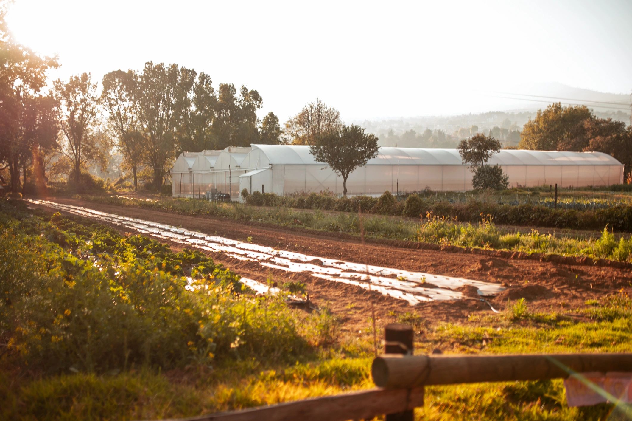 Vista amplia de hileras saludables de cultivos hortícolas en una finca