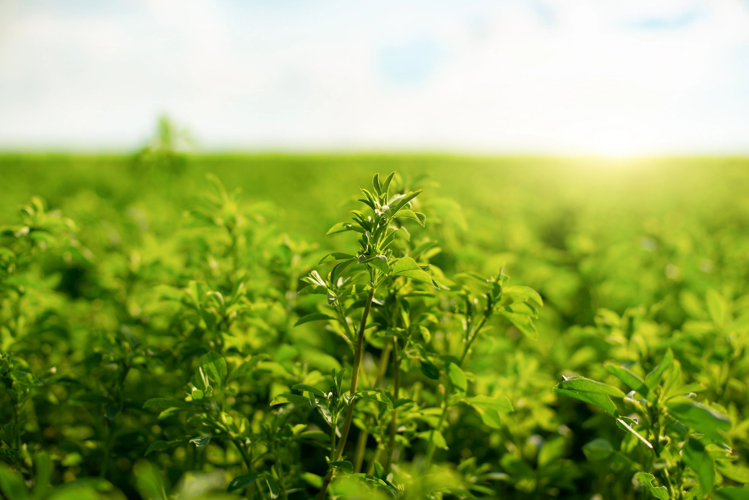 Close-up of healthy forage crop growth in the field