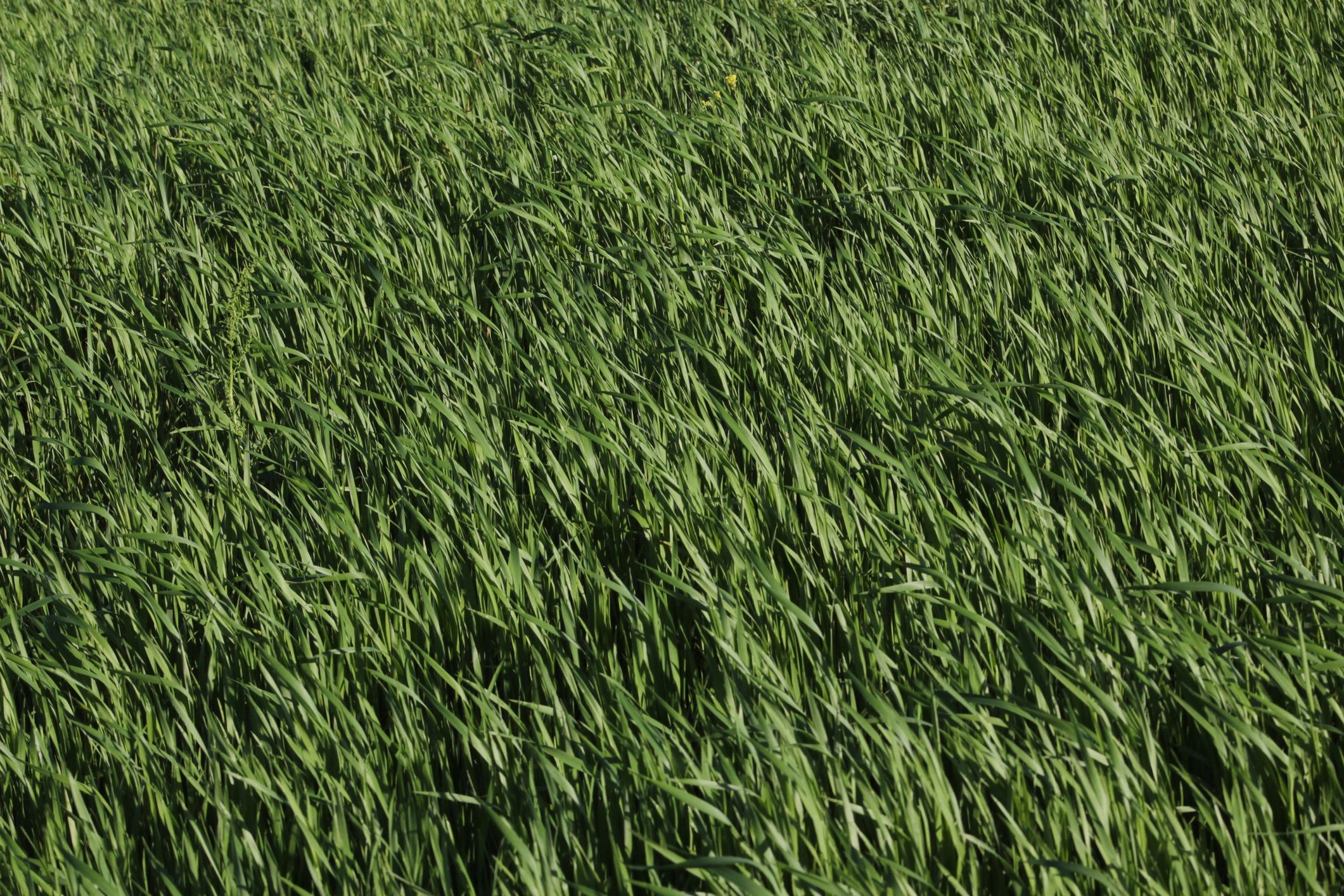 Campo de pasto forrajero de festuca alta