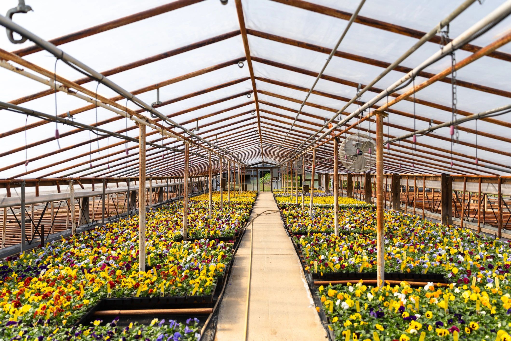 Campo cultivado que representa la producción de semillas hortícolas