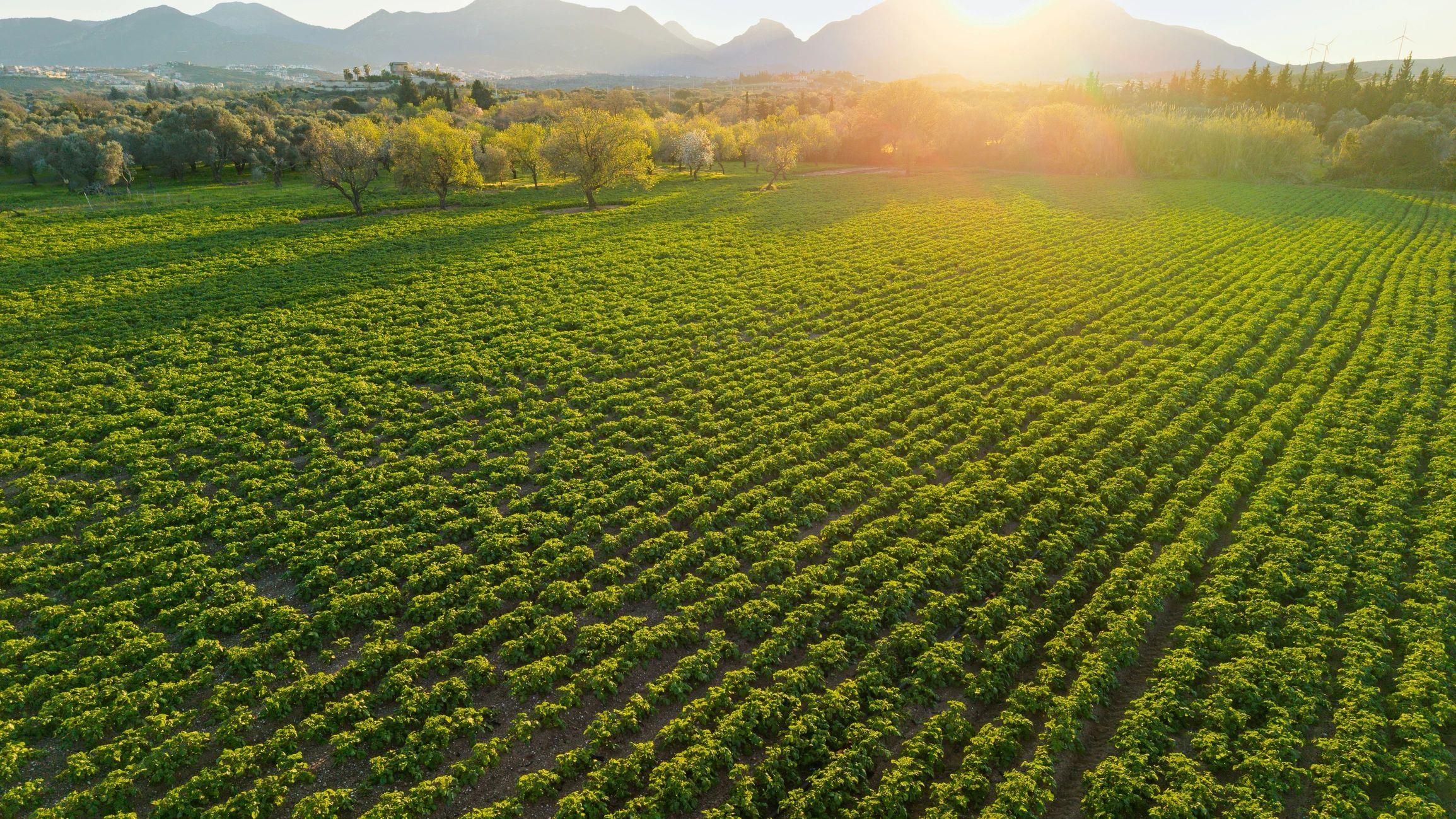 Hileras de cultivo agrícola en un gran campo de producción