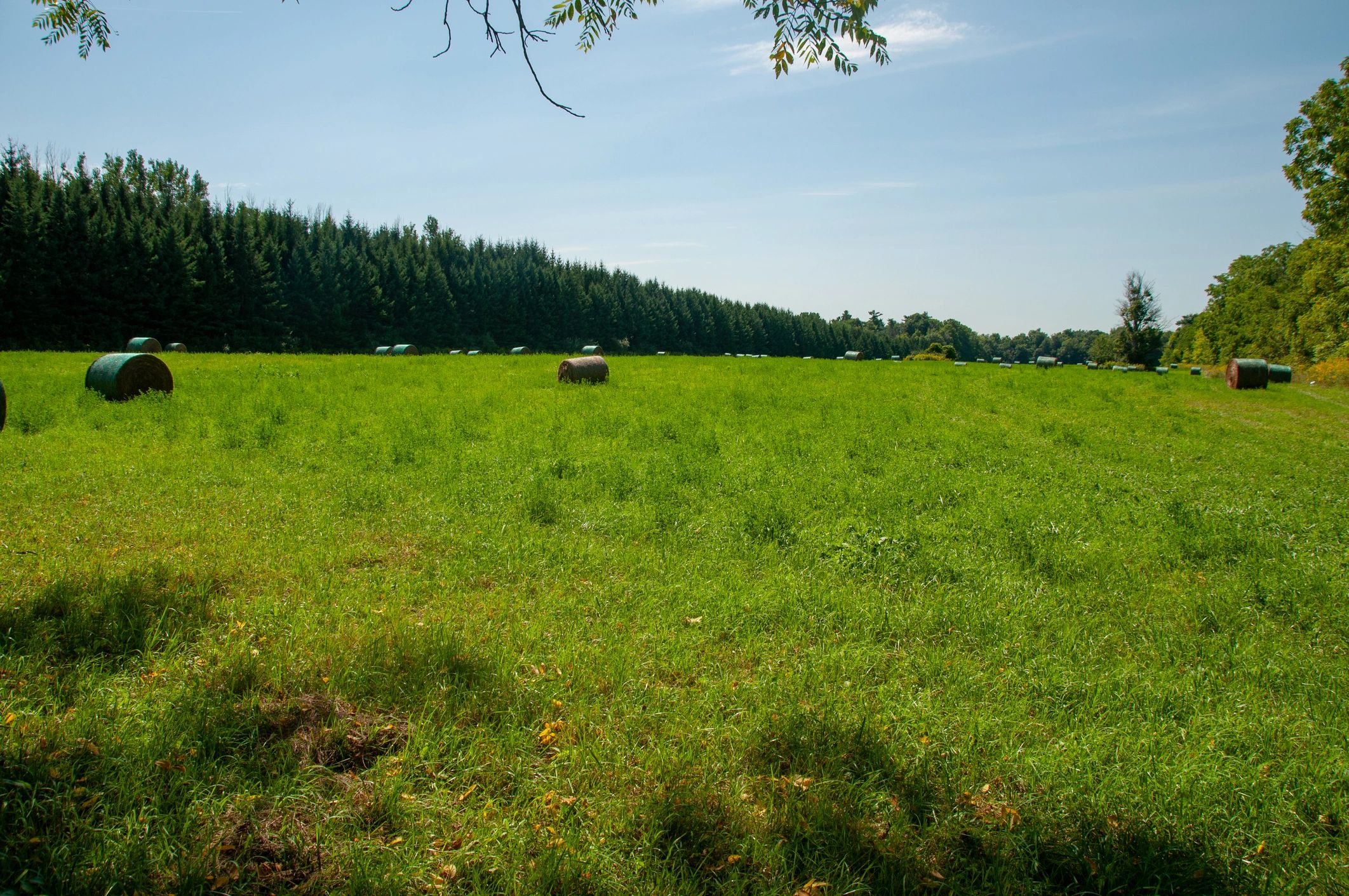 Hay bales in a productive green agricultural field