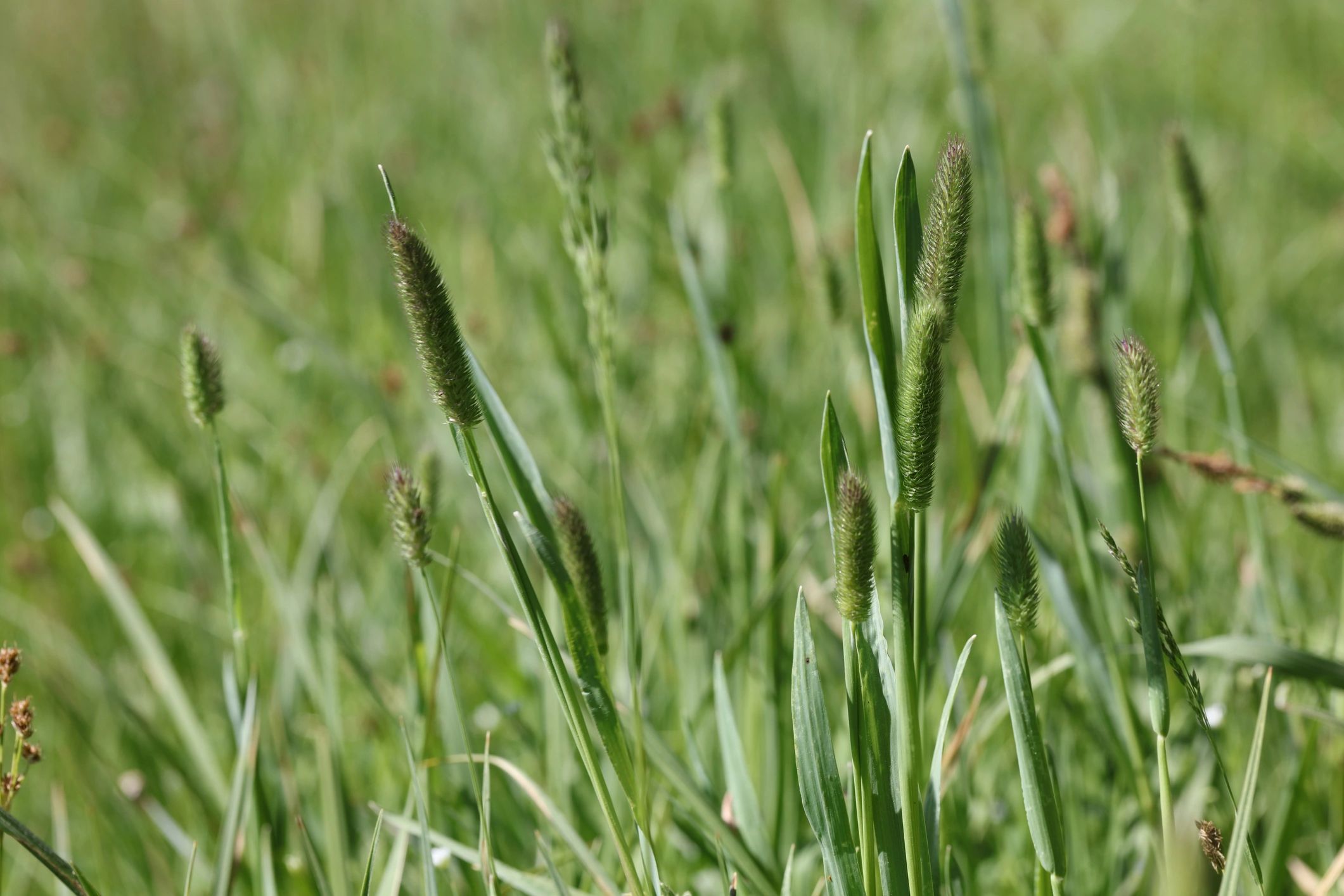 Campo verde de forraje que representa el rendimiento del cultivo