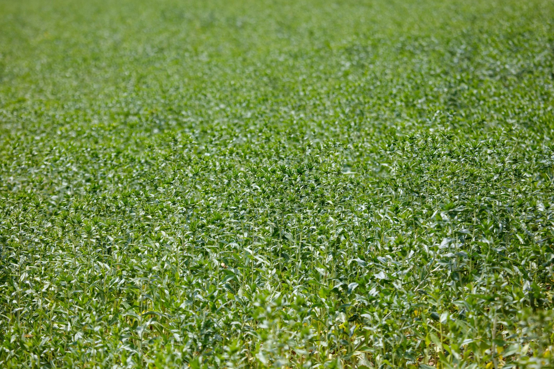 Dense green forage crop foliage in natural light