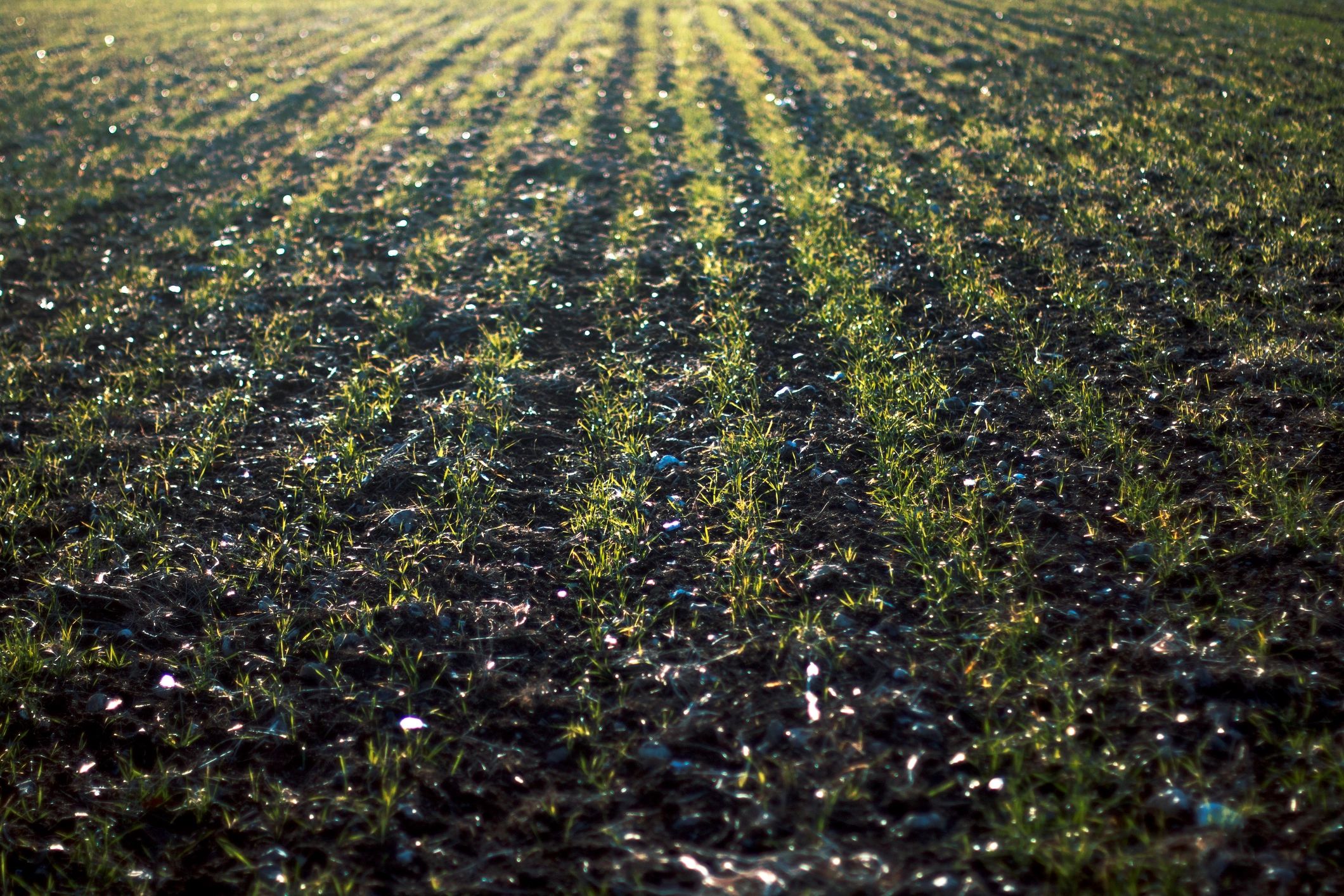 Campo cultivado verde que representa un sólido rendimiento del cultivo